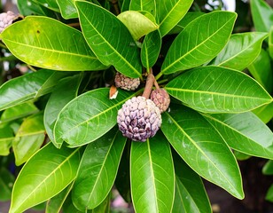 Close-up of custard apple fruit and leaves