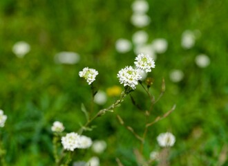 Close-up shoot of features delicate hoary alyssum white wildflowers blooming in nature. Shallow depth of field shot