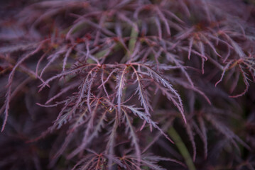 close up of thistle seed head