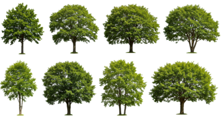 Ten diverse, lush broadleaf trees including oak, maple, birch, elm on a transparent background, individual clean product-style cutouts, ample negative space. Concept of nature assets for design