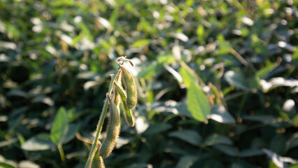 Soybean Plants Growing in a Field During Sunset