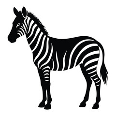 Striking zebra isolated on white background stands in profile view gracefully