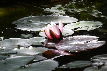 R&oacute;żowa lilia rozkwitająca na stawie w lekkim porannym świetle