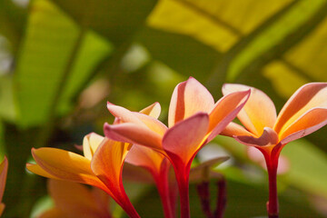Tropical Plumeria plants flowering in southern USA's hot summer!