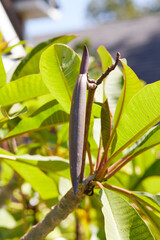 Plumeria plant producing seed pods for reproduction!