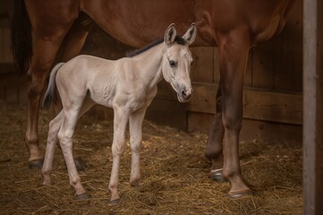 Obraz premium Newborn foal stands near mother mare in warmly lit rustic stable