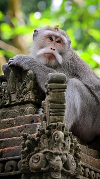 Monkey (Long-Tailed Macaque) at the Monkey forest in Ubud Bali Indonesia. Vertical Video.