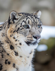 Obraz premium Closeup of a majestic snow leopard with detailed fur and piercing gaze