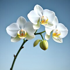 Obraz premium beautiful white orchid flower on blue background