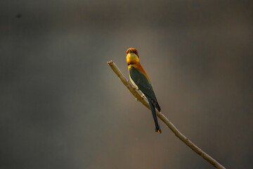 Vibrant Green Bee Eater Bird Resting on Branch in Chitwan’s Wilderness