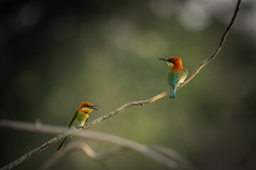 Pair of Vibrant  Green bee eater Birds Conversing on Branches in Chitwan