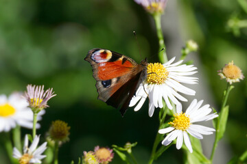 European peacock butterfly (Aglais io) sitting on a daisy in Zurich, Switzerland