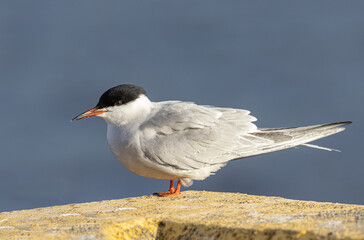 Common Tern