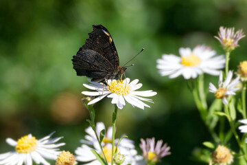 European peacock butterfly (Aglais io) sitting on a daisy in Zurich, Switzerland