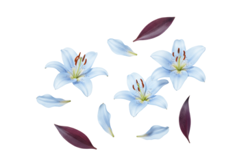 light blue lily flowers and individual petals, with dark purple leaves, suspended mid-air on a pristine transparent studio background with soft diffused lighting, high-angle view. Concept of natural