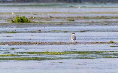 A brown-headed gull flying away inside Marine National Park on the outskirts of Jamnagar, Gujarat