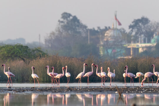A group of Flamingos feeding on the algae in salty waters on the outskirts of Jamnagar, Gujarat