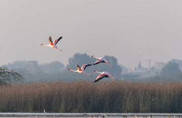 A flock of flamingos flying away with a beautiful blue sky on the outskirts of Jamnagar, Gujarat,...