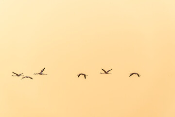 A group of Flamingos feeding on a marshy land on the outskirts of Jamnagar, Gujarat with raising sun in the background silhouetted the bird