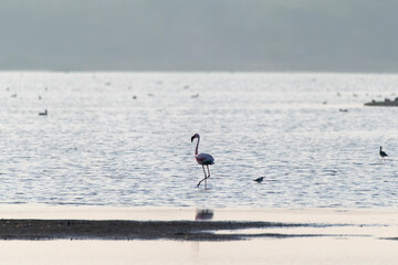 A group of Flamingos feeding on a marshy land on the outskirts of Jamnagar, Gujarat with raising sun in the background silhouetted the bird