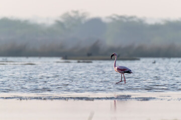 A group of Flamingos feeding on a marshy land on the outskirts of Jamnagar, Gujarat with raising sun in the background silhouetted the bird