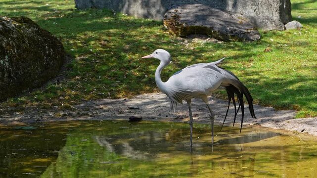 The Blue Crane, Grus paradisea, is an endangered bird specie endemic to Southern Africa. It is the national bird of South Africa