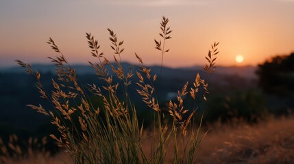 Golden Grass at Sunset overlooking a Serene Landscape with Warm Colors and Tranquil Atmosphere
