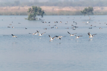 An Indian skimmer flying in the marshy waters on the outskirts of Jamnagar, Gujarat