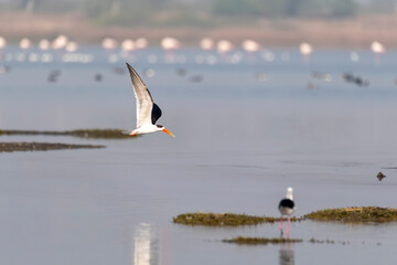 An Indian skimmer flying in the marshy waters on the outskirts of Jamnagar, Gujarat