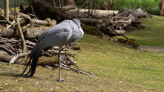The Blue Crane, Grus paradisea, is an endangered bird specie endemic to Southern Africa. It is the national bird of South Africa