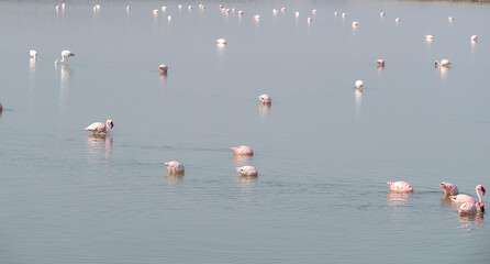 A flock of flamingos feeding on algae in the salty waters on the outskirts of Jamnagar, Gujarat,...
