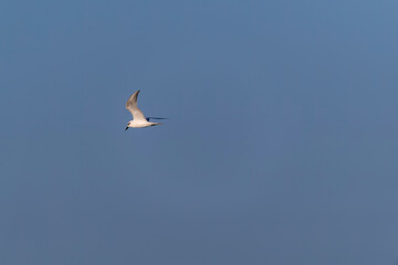 A ring-billed gull flying away in Marine National Park on the outskirts of Jamnagar, Gujarat