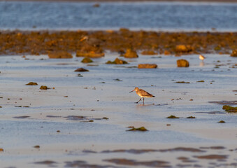 A curlew sandpiper wading through the low tides of Bay of Bengal inside Narara Marine National Park on the outskirts of Jamnagar, Gujarat, India