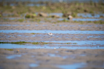 A sanderling wading through the low tide in Bay of bengal inside Marine national park on the outskirts of Jamnagar, Gujarat, India