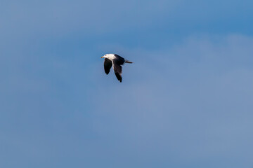 A ring-billed gull flying away in Marine National Park on the outskirts of Jamnagar, Gujarat