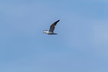 A ring-billed gull flying away in Marine National Park on the outskirts of Jamnagar, Gujarat