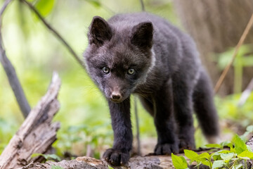 Red fox kit