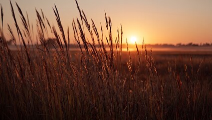 Golden grass field at sunrise (1)