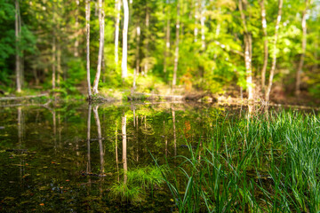 Obraz premium green grass and water