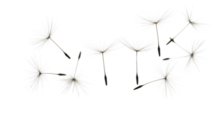 Delicate dandelion seeds with intricate feathery pappus and brown achenes suspended in mid-air on an infinite high-key white studio background with copy space, natural possibility concept