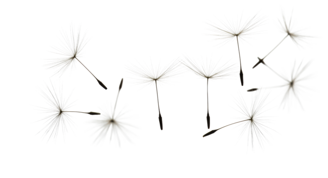 Delicate dandelion seeds with intricate feathery pappus and brown achenes suspended in mid-air on an infinite high-key white studio background with copy space, natural possibility concept