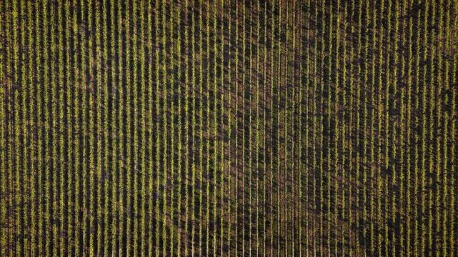 Overhead drone view of trellised grapevines with uniform row spacing, agricultural field texture