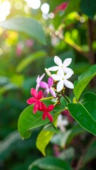 Close-up of colorful flowers in a garden