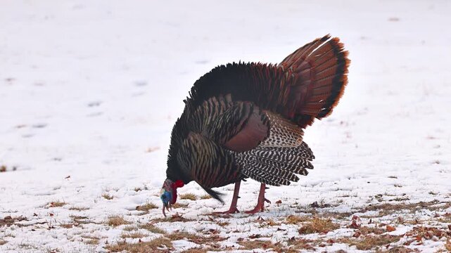 Wild Turkey in the the snow in Minnesota
