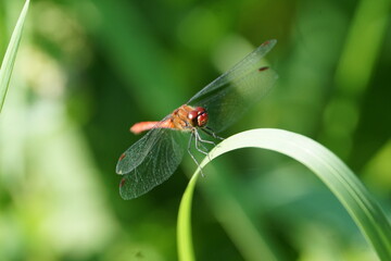 Ważka wodna (Odonata) © Sławek