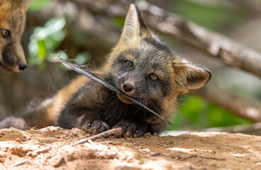 Obraz premium Red fox kit playing with feather. 