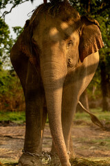 Adult Asian Elephant with Grass on Head in Chitwan