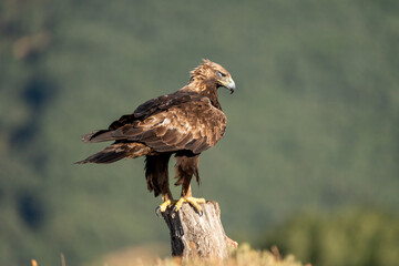 Golden eagle (Aquila chrysaetos) photographed in Spain
