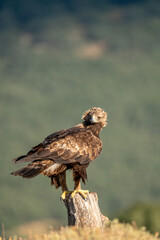 Golden eagle (Aquila chrysaetos) photographed in Spain