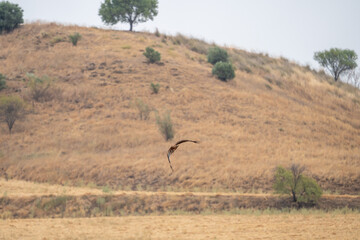 Iberian imperial eagle (Aquila adalberti) photographed in Spain